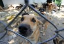 Polícia de SP resgata mil animais vítimas de maus-tratos na internet em 2026