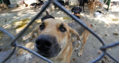 Polícia de SP resgata mil animais vítimas de maus-tratos na internet em 2026 Polícia de SP resgata mil animais vítimas de maus-tratos na internet em 2026